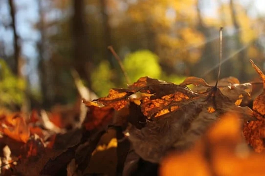 Fall leaves photo